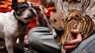 Illustration for article titled Oh God This Bulldog Adopted Piglets